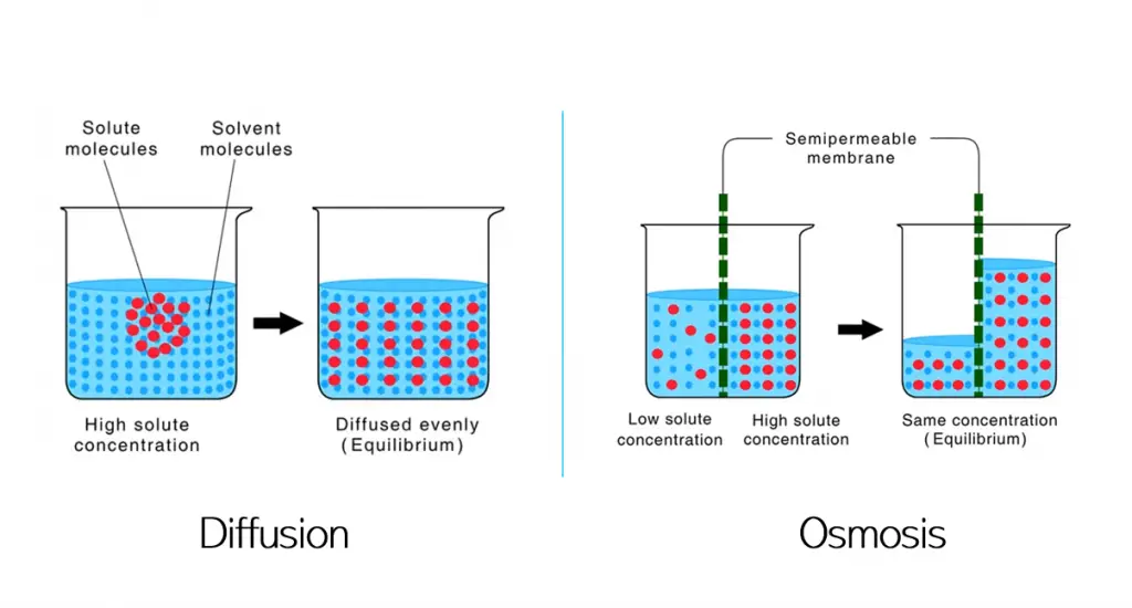 Reverse Osmosis Work Diffusion vs Osmosis