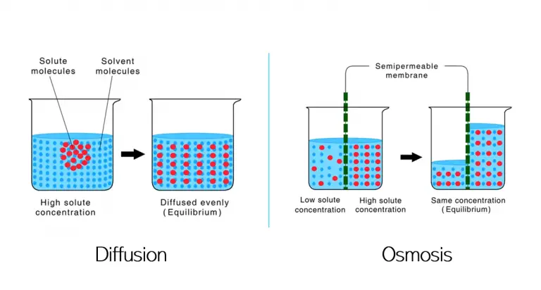 Reverse Osmosis Work Diffusion vs Osmosis